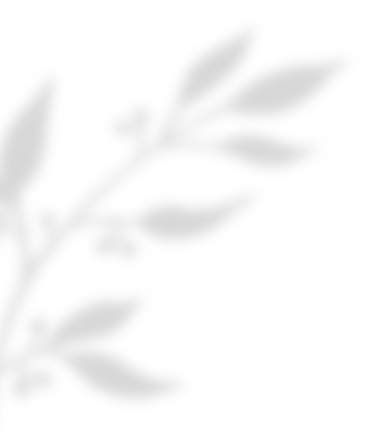 https://viragszepdekor.hu/wp-content/uploads/2020/11/shadow_leaves_02.png