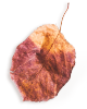small_leaf_01 https://viragszepdekor.hu/wp-content/uploads/2020/11/small_leaf_01.png