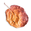 small_leaf_02 https://viragszepdekor.hu/wp-content/uploads/2020/11/small_leaf_02.png