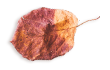 small_leaf_03 https://viragszepdekor.hu/wp-content/uploads/2020/11/small_leaf_03.png