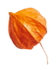 small_leaf_04 https://viragszepdekor.hu/wp-content/uploads/2020/11/small_leaf_04.png
