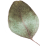 https://viragszepdekor.hu/wp-content/uploads/2020/12/separate_leaf.png
